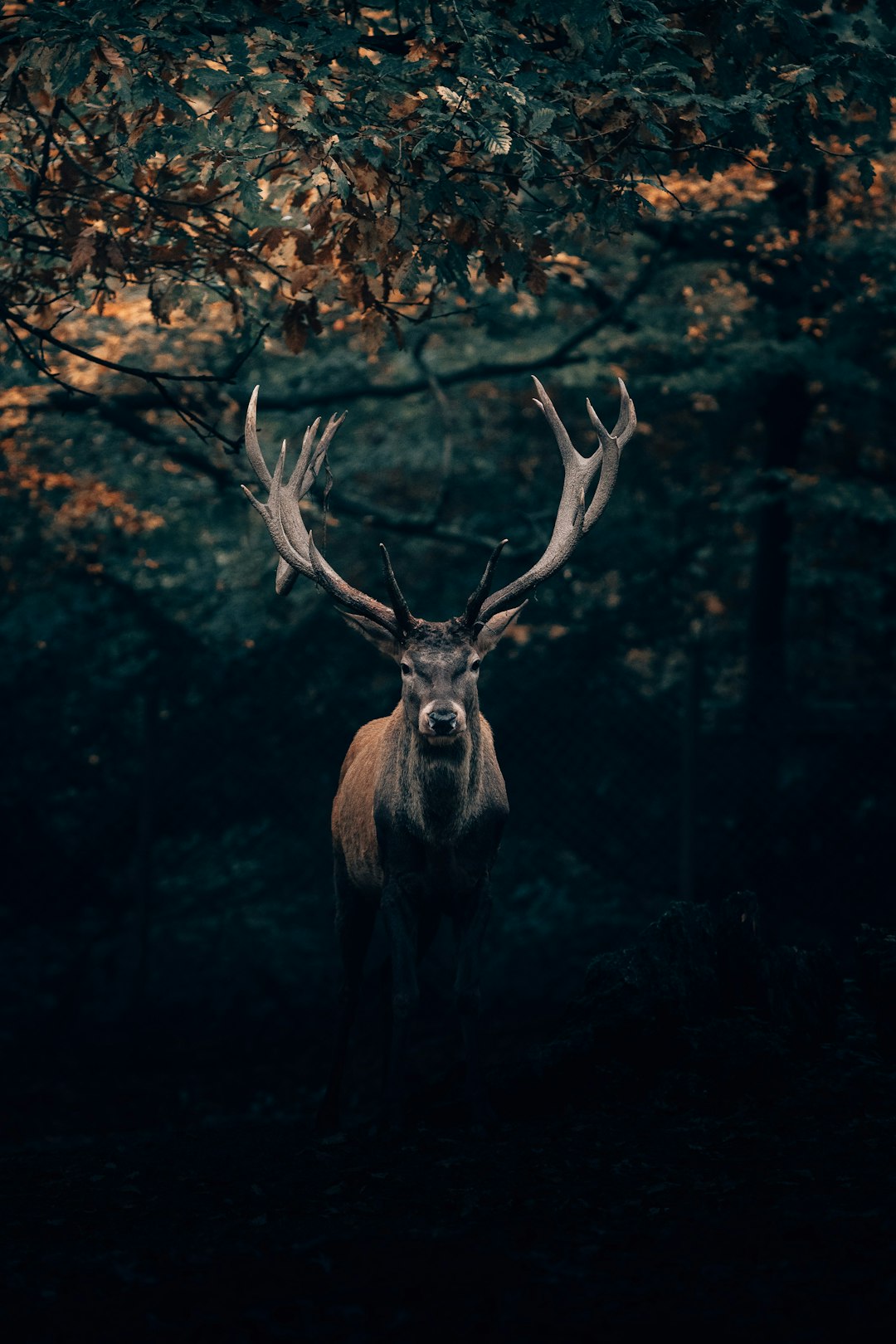 Extension de la Chasse au Sanglier dans les Deux-Sèvres