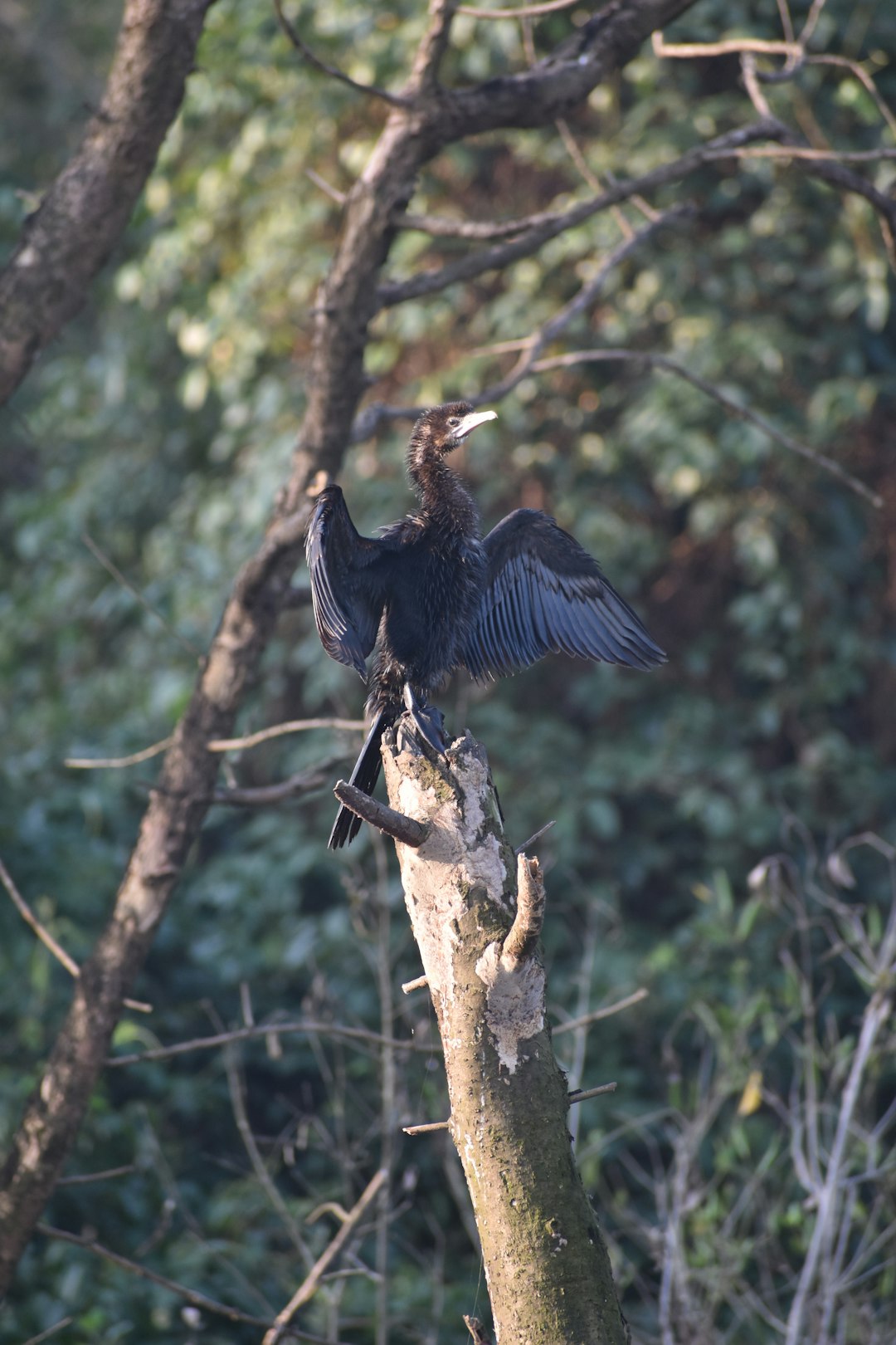 La Régulation des Populations de Cormorans en France