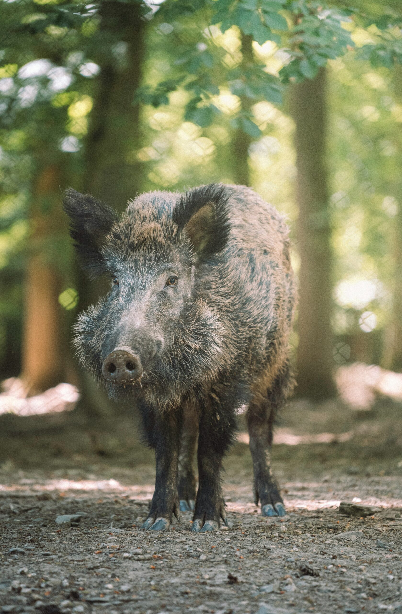 La Révolution Numérique dans la Chasse au Sanglier