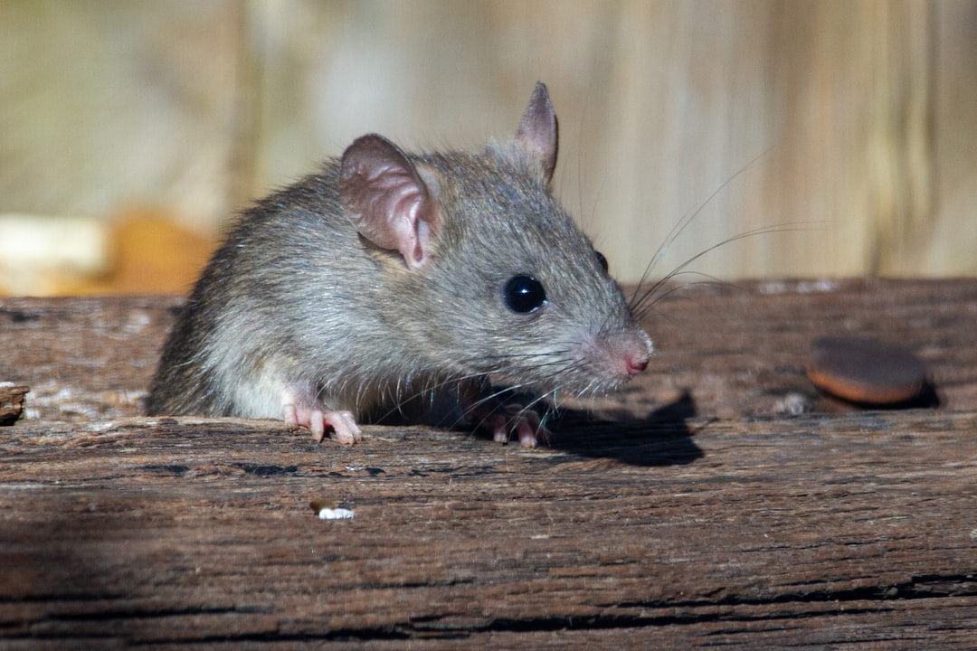 26 pour-cent des rats lyonnais porteurs de la leptospirose