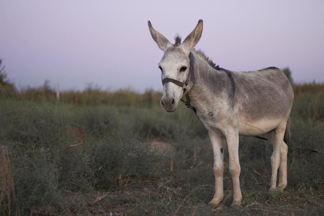 Des Ânes Gardiens: Une Nouvelle Stratégie contre les Loups