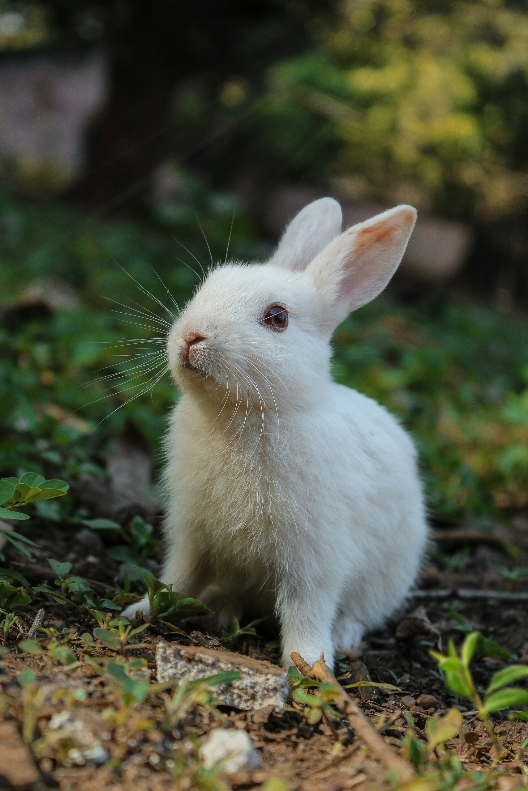 La Bataille contre l’Invasion des Lapins à La Croche