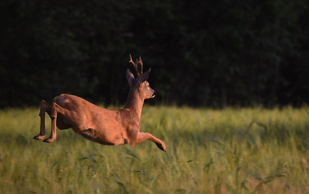 La Régulation des Chevreuils dans le Doubs