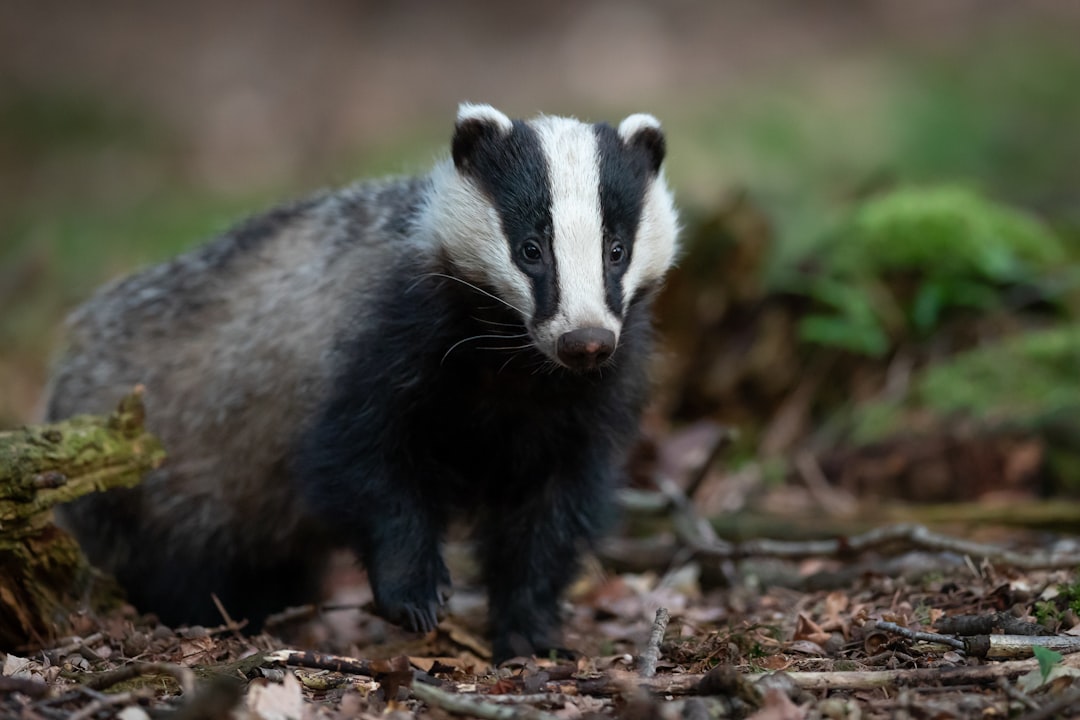 Le débat sur la chasse au blaireau en Nièvre