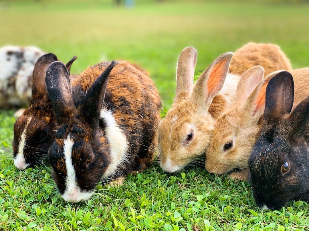 Le Préfet de l’Hérault lutte contre l’envahissement des lapins