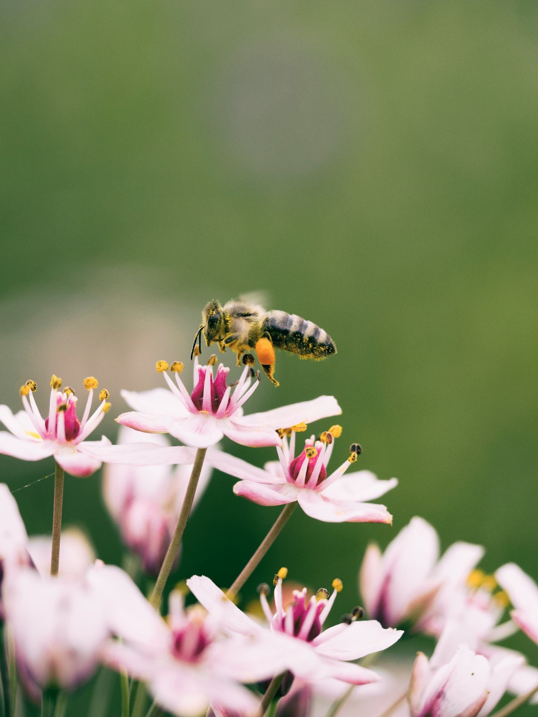 Le Processus de Fabrication du Miel par les Abeilles