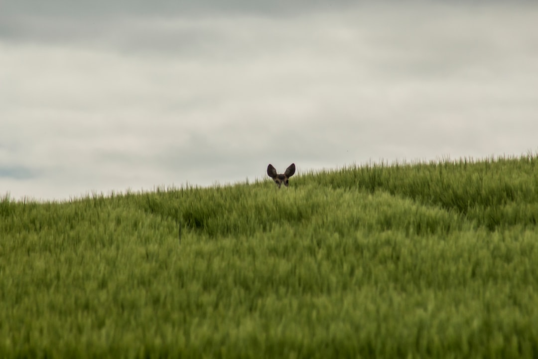 Tradition de la Chasse au Lièvre à Bouzon-Gellenave