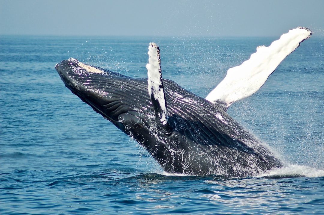 Le Retour du Rorqual Boréal en Patagonie