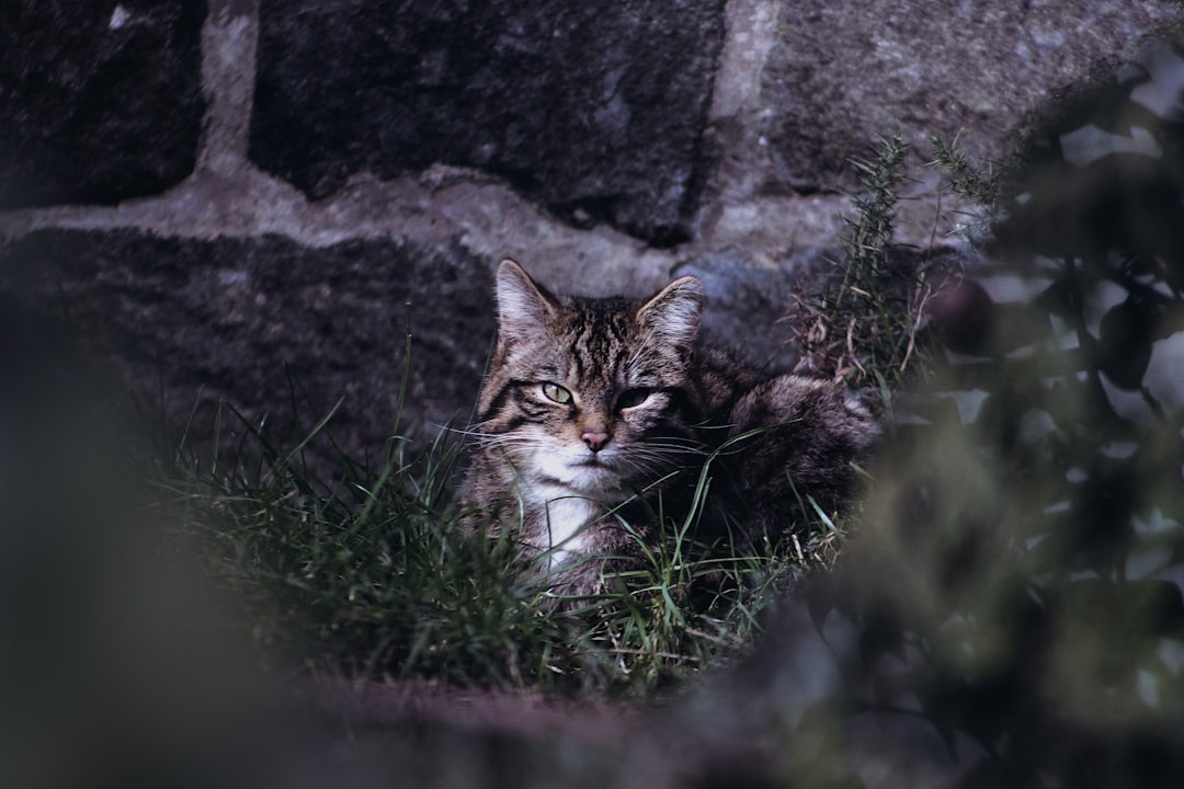 Le Scottish Wildcat et sa Nouvelle Technique de Chasse