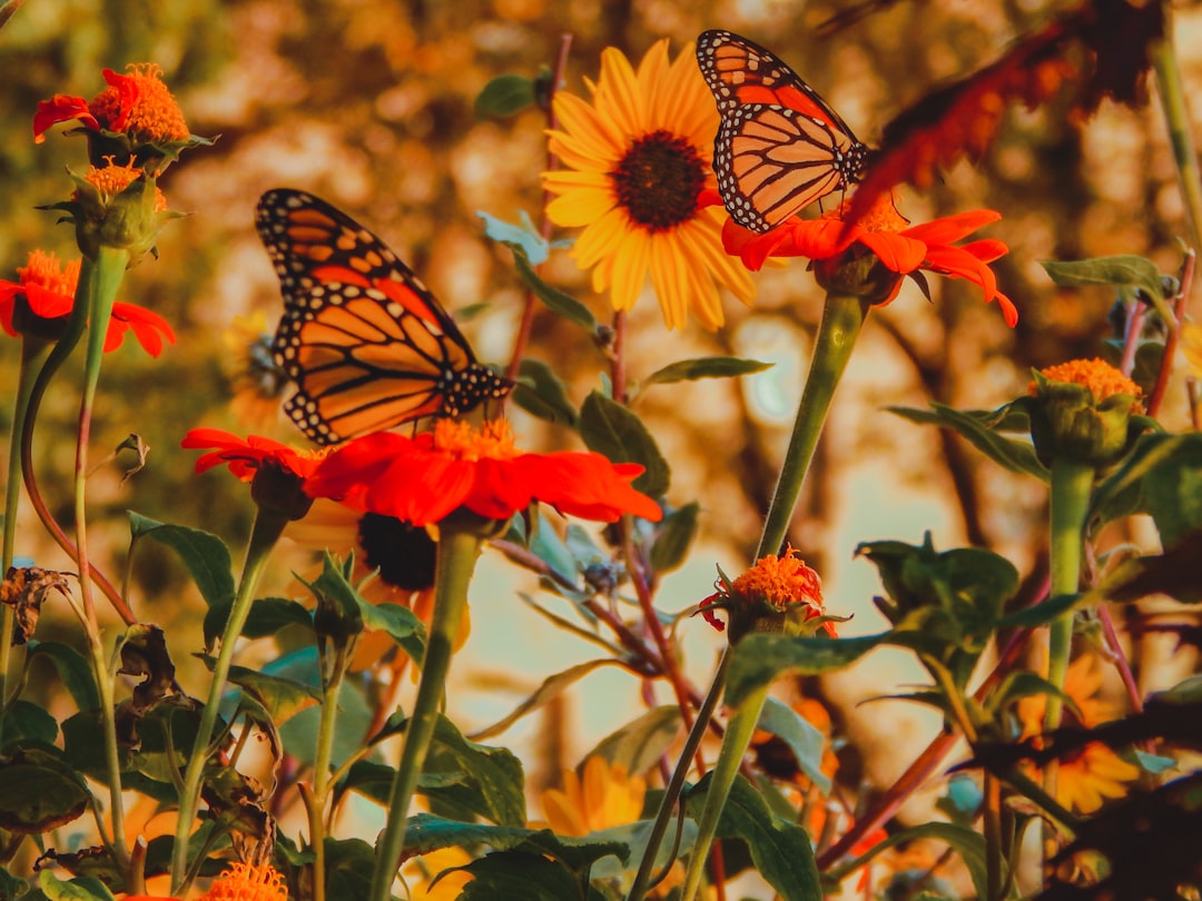 Secrets d&rsquo;un Jardin Papillonnaire: Guide Floral