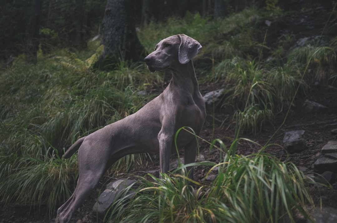 Tragédie à Villemur-sur-Tarn: Une Chienne de Chasse tuée