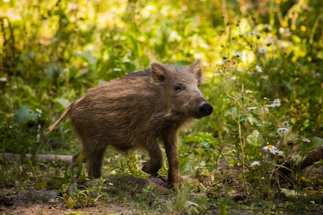 Lutte en Savoie Contre la Peste Porcine Africaine
