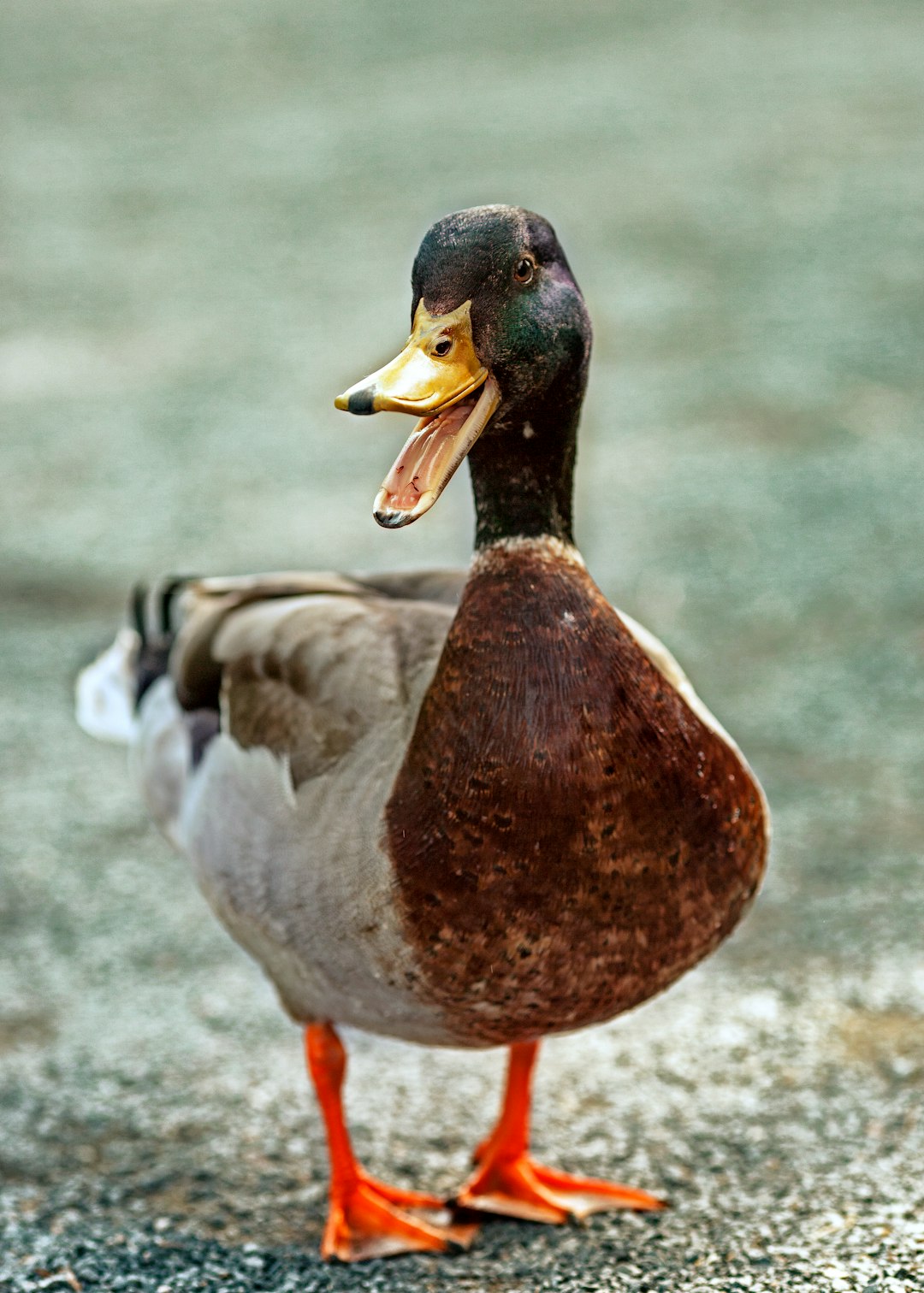 La chasse au gabion atout pour la biodiversité des marais du Cotentin