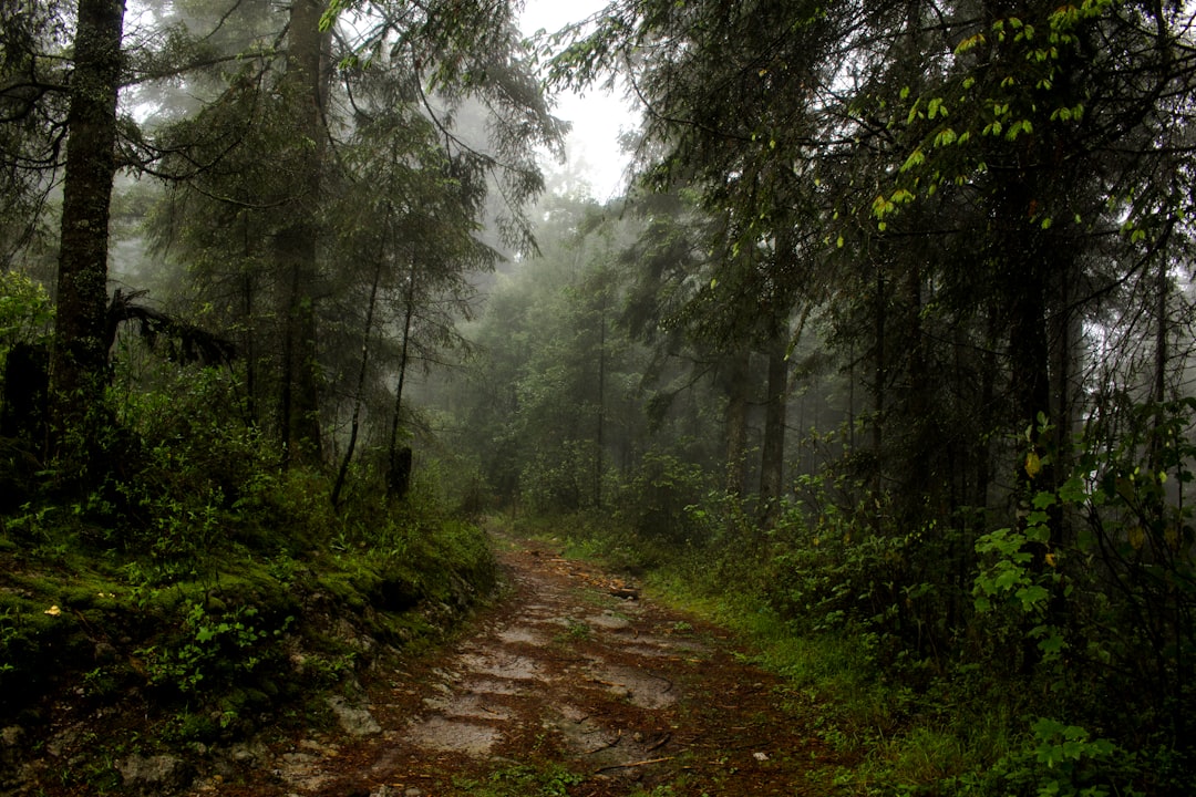 Perdu en forêt comment réagir et survivre