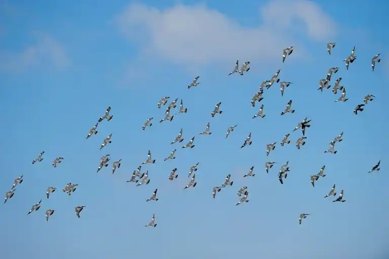 Saint-Luc et les Nouvelles Migrations des Palombes