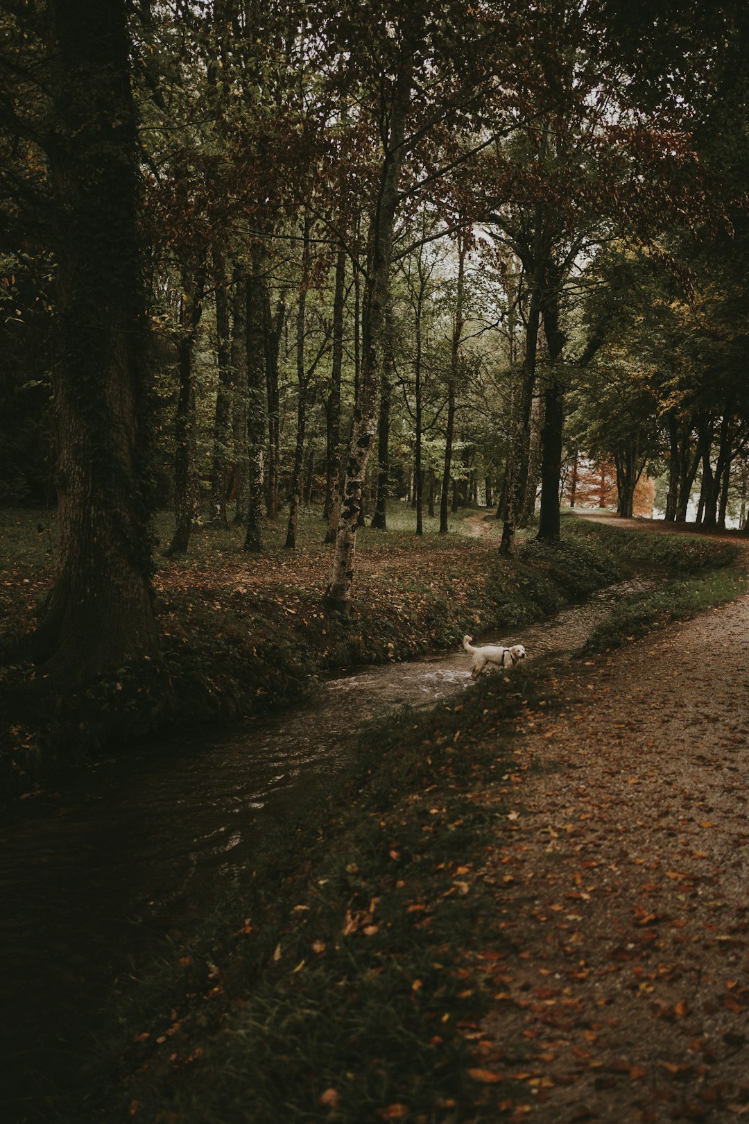 Trois forêts françaises à explorer en automne