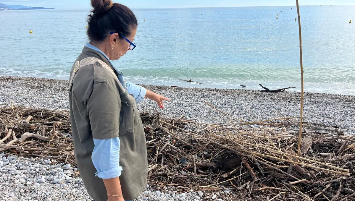 Un sanglier mort retrouvé sur une plage de la Côte d’Azur