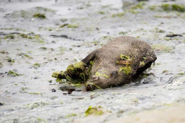 Algue mystérieuse et mort de sangliers en Bretagne