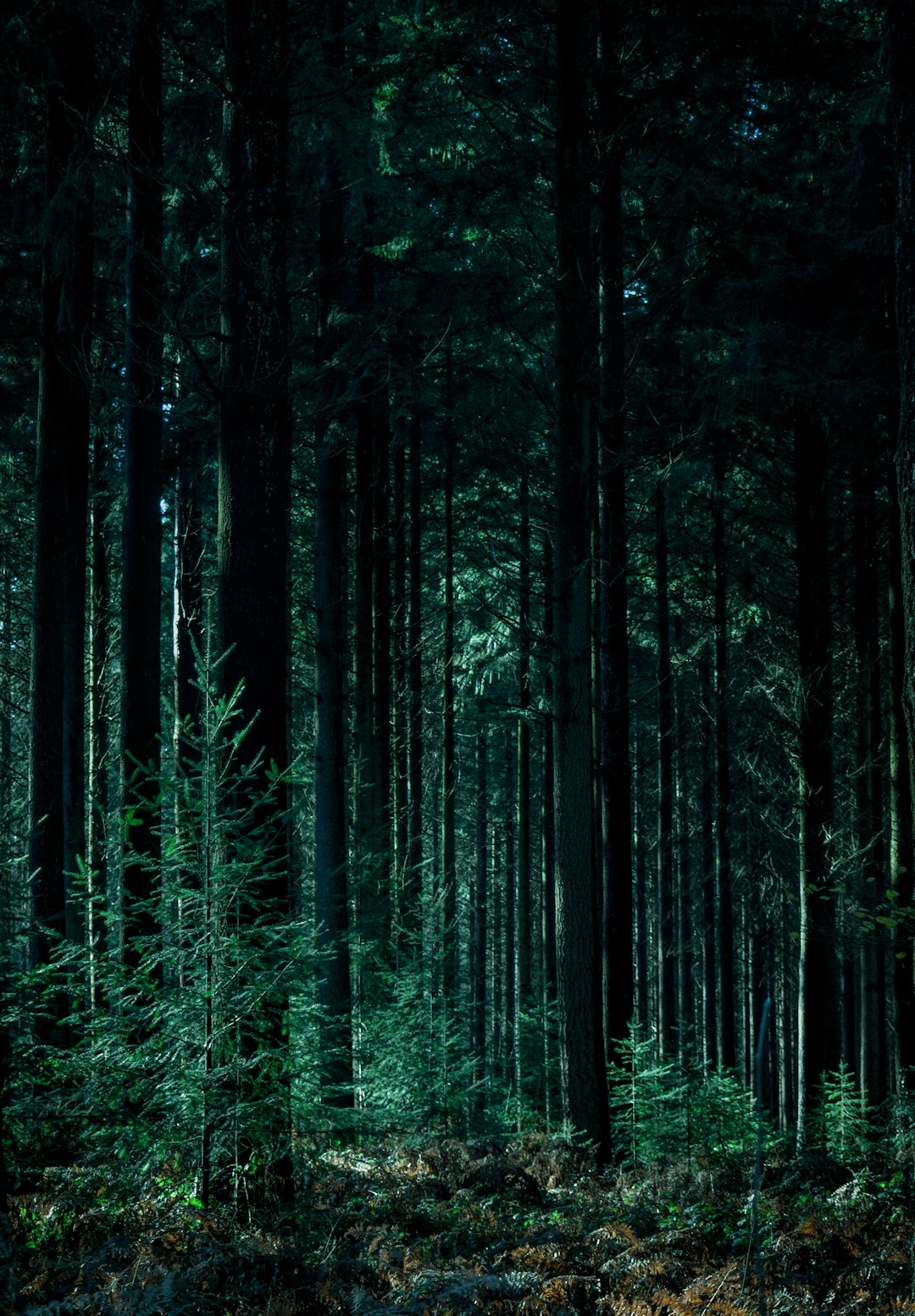 Arbres toxiques à éviter en forêt