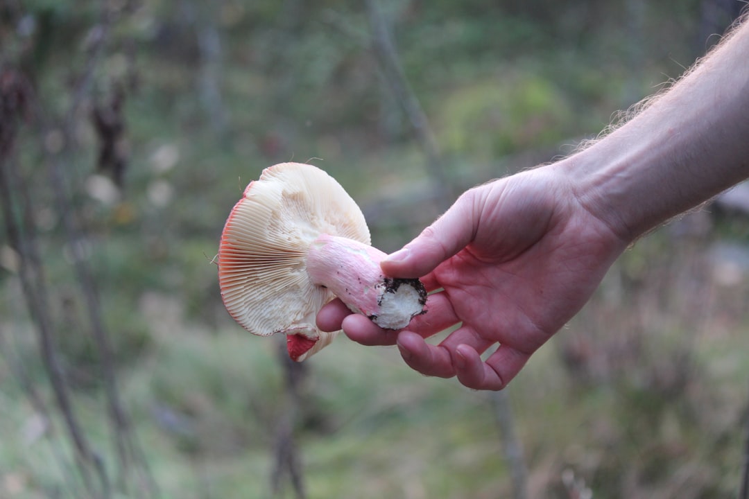 Champignons Le Bon Geste pour les Cueillir