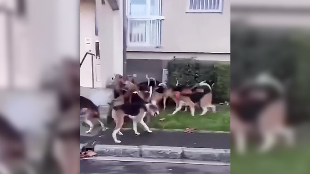 Clermont un sanglier en ville maje en colère