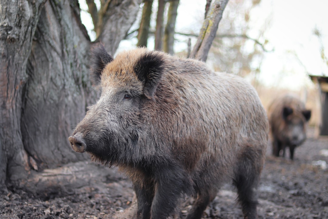 Cohabitation illégale avec un sanglier pendant un an : le couple jugé et l’animal euthanasié