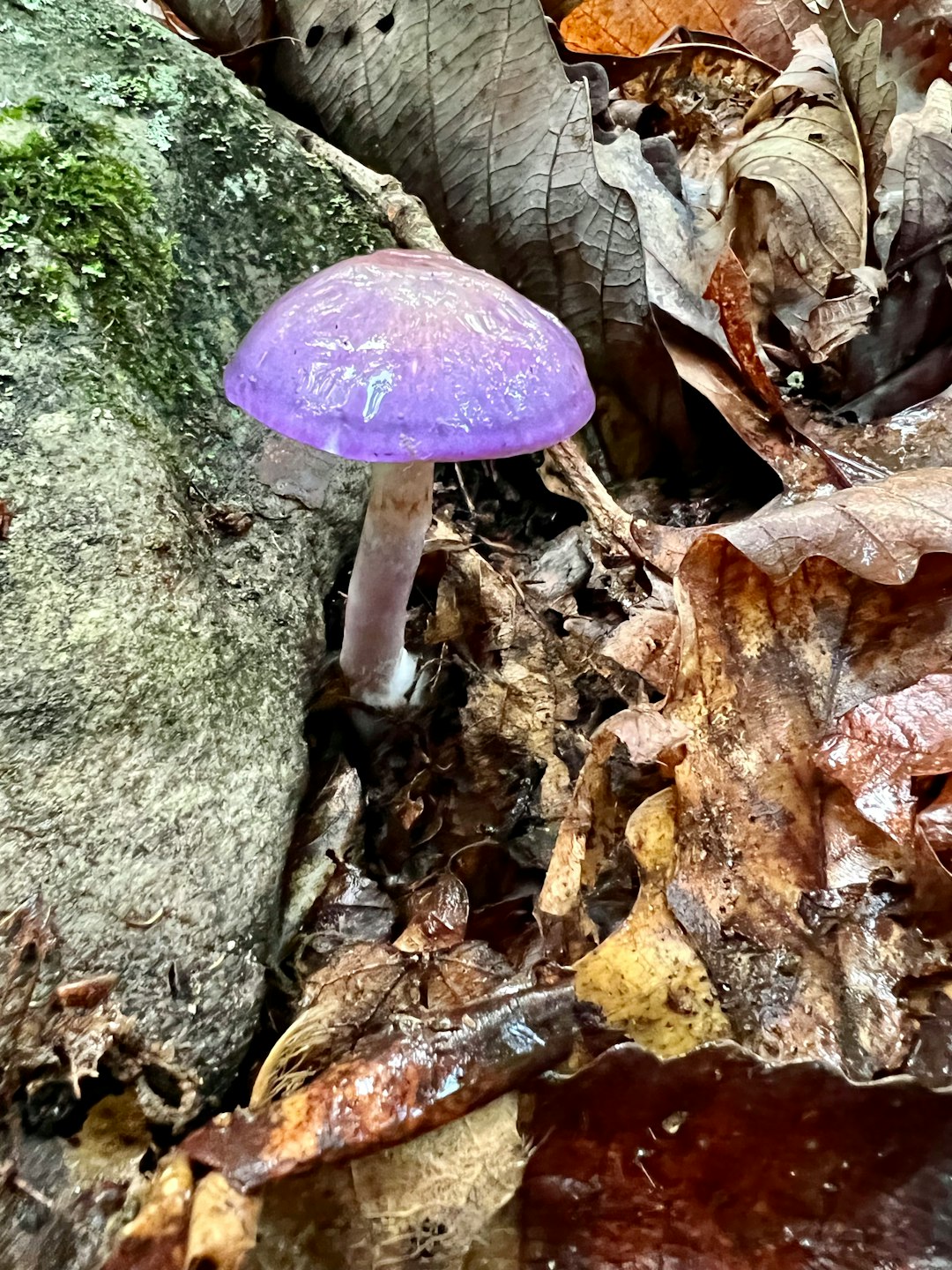 Cueillette des champignons et hausse des intoxications en Auvergne Rhône Alpes