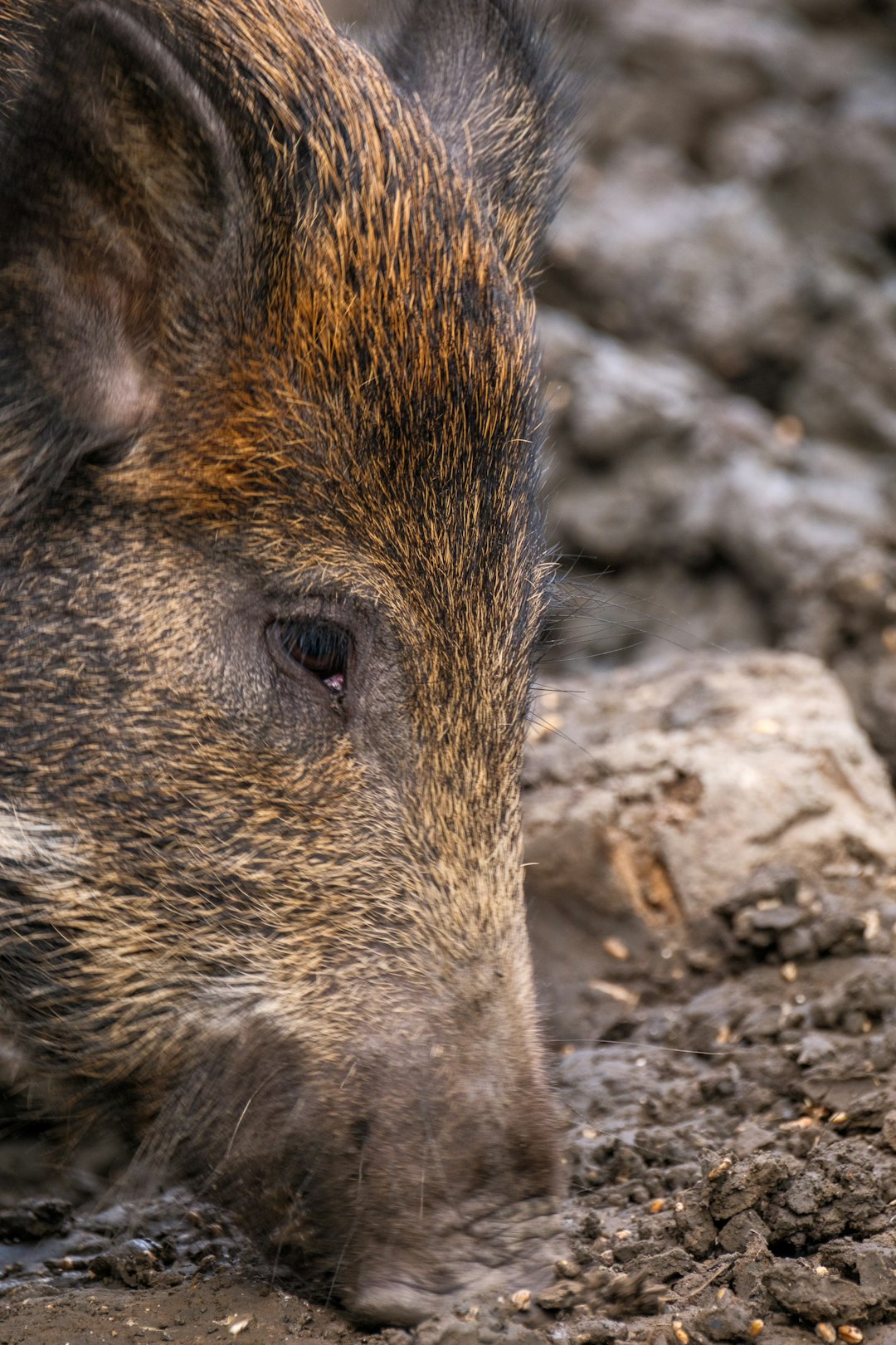 Des agriculteurs mécontents déposent des carcasses de sangliers devant une fédération de chasse en Dordogne