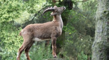 The Alpine ibex (Capra ibex), also known as the steinbock; Shutterstock ID 2499343293; purchase_order: mf; job: Digital