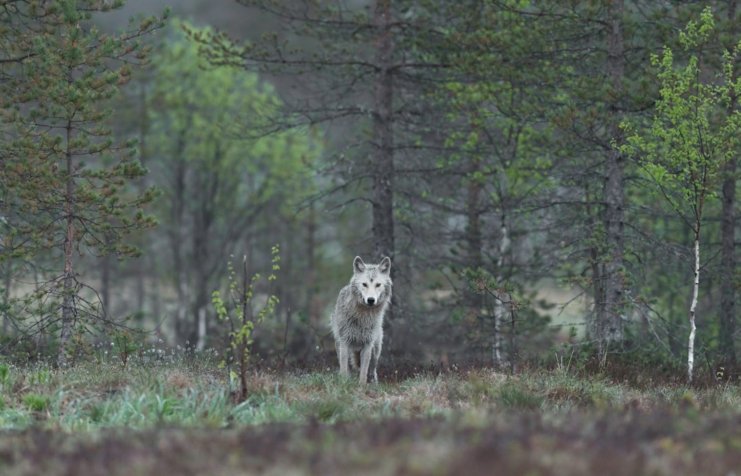 Divonne-les-Bains un drahthaar de 6 ans retrouvé agonisant deux loups impliqués