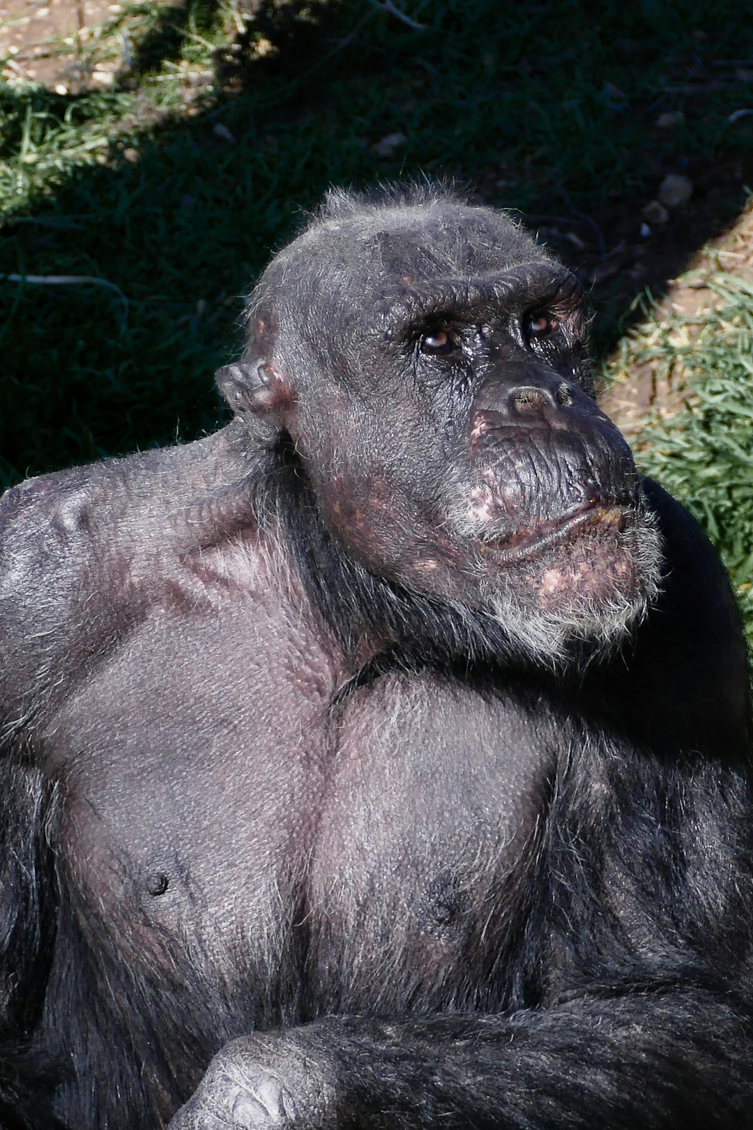 L’asociabilité des animaux en vieillissant