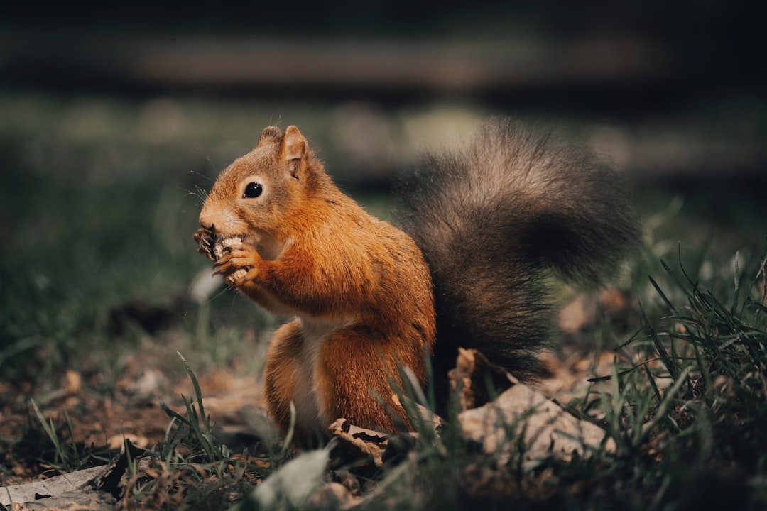 L’écureuil roux un emblème des forêts européennes