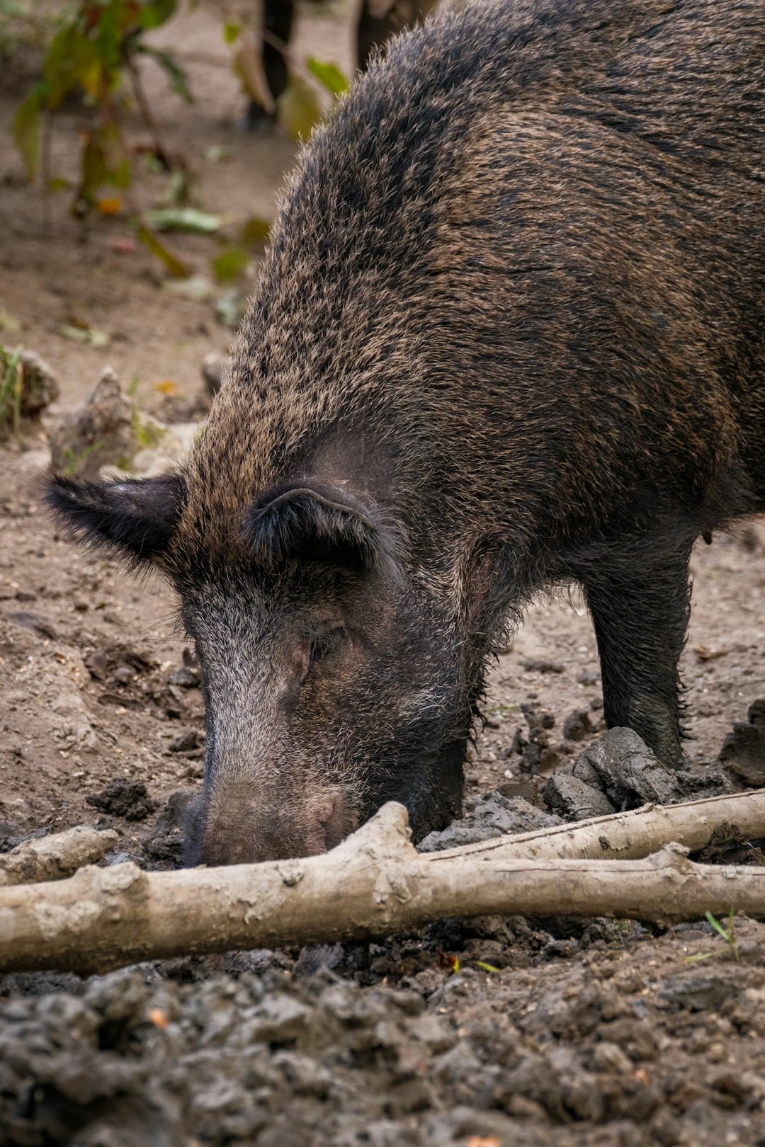 La Bataille Des Chasseurs Contre Les Sangliers