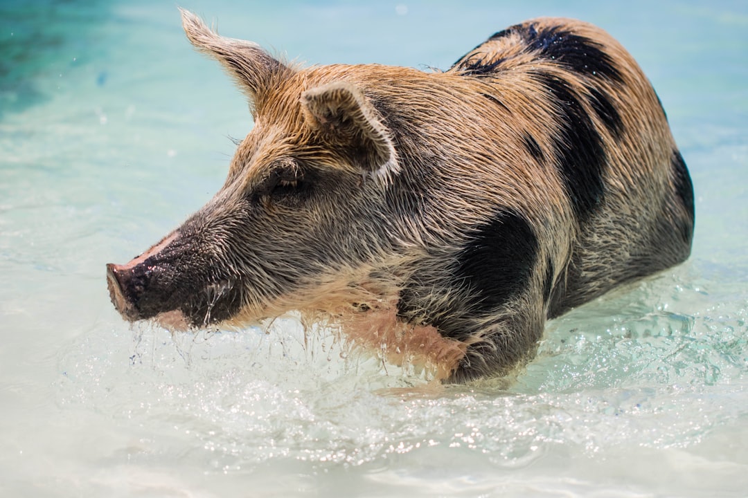 Une joyeuse baignade pour une compagnie de sangliers