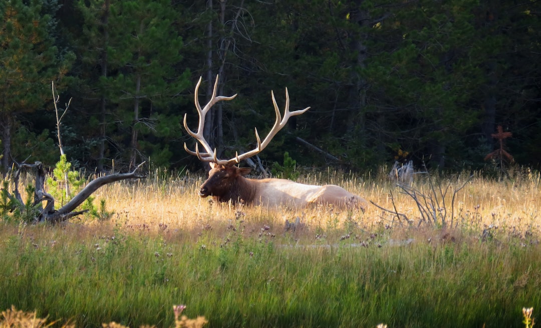 Chasse Responsable et Conservation