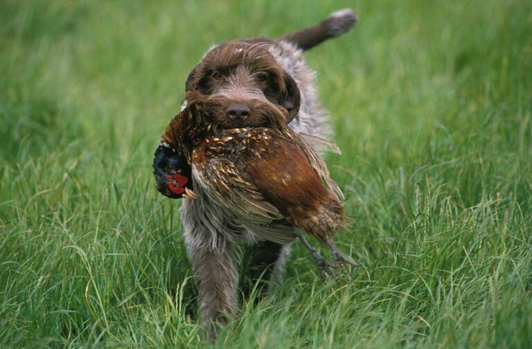 Griffon Korthals Chien de Chasse et de Compagnie