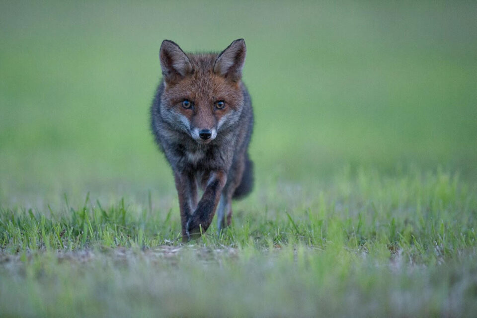 Interdiction des tirs au renard dans le Cotentin