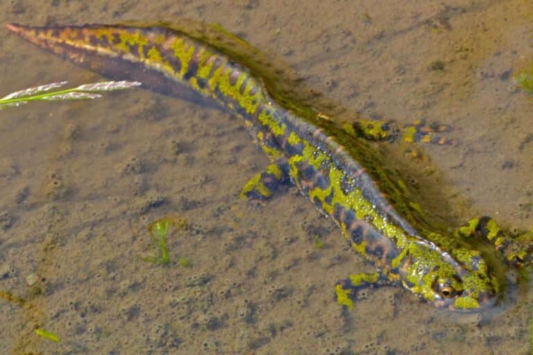 Restaurer des mares pour la biodiversité dans le Gard