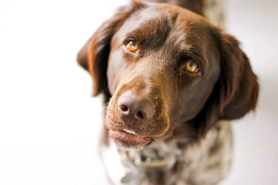 Retour de la maladie dAujeszky en Dordogne avec euthanasie de chiens de chasse