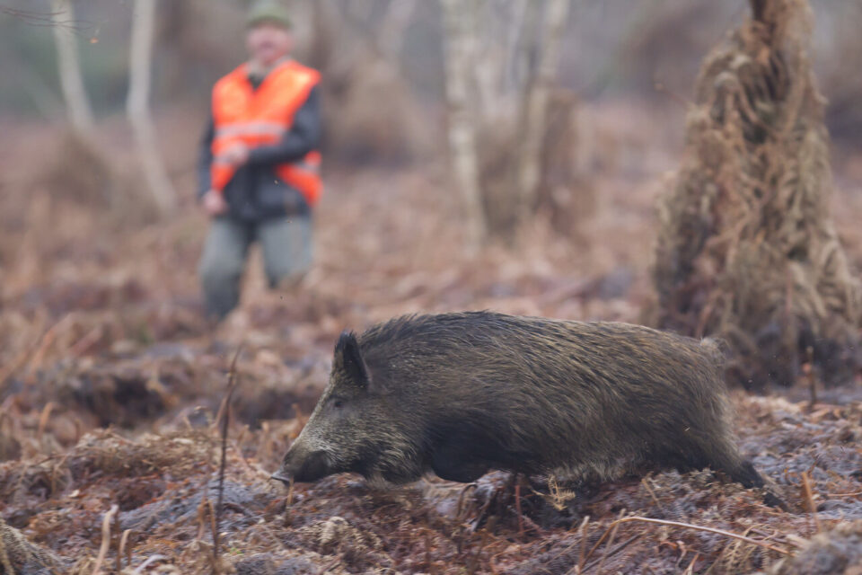 Sangliers et agriculture une facture croissante pour les chasseurs