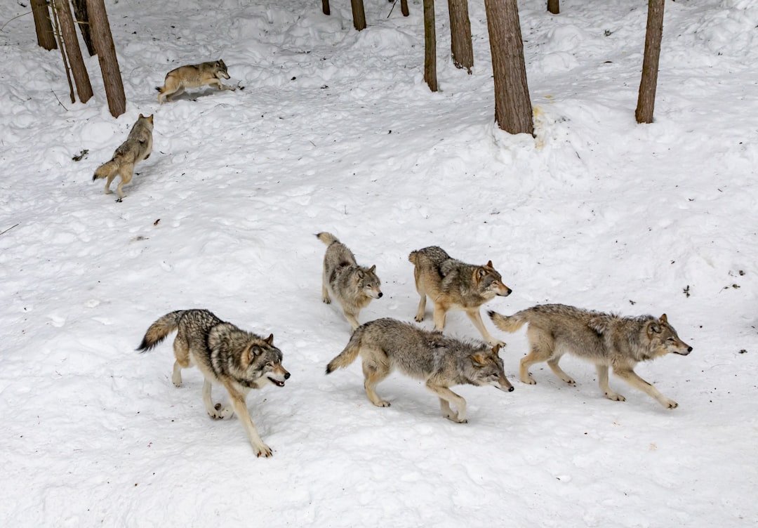 Chasse au loup en Suède pour réduire sa population