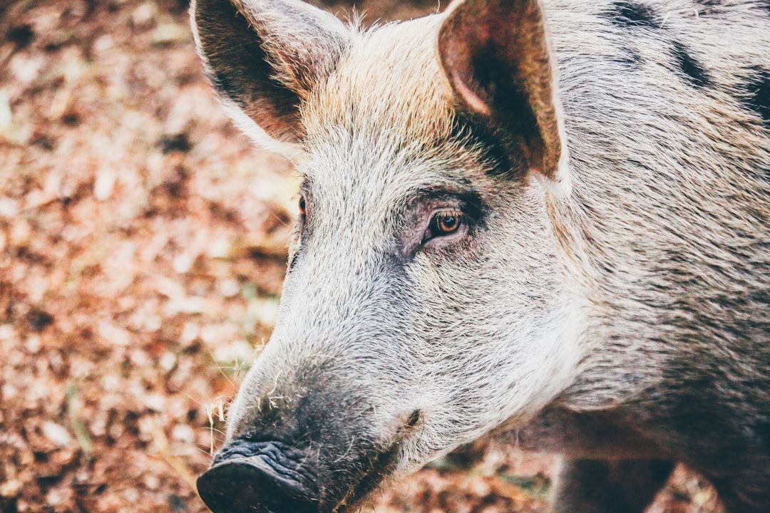 Sauvetage de Rillette le Sanglier Apprivoisé Face à l’Euthanasie