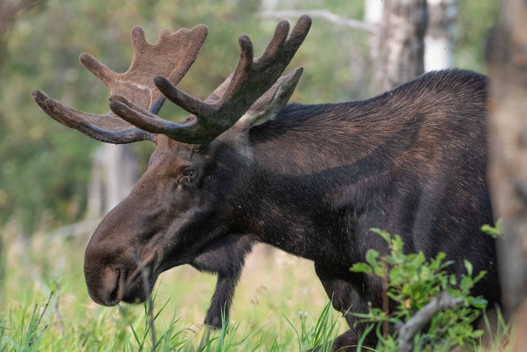 Un orignal attaque un chasseur