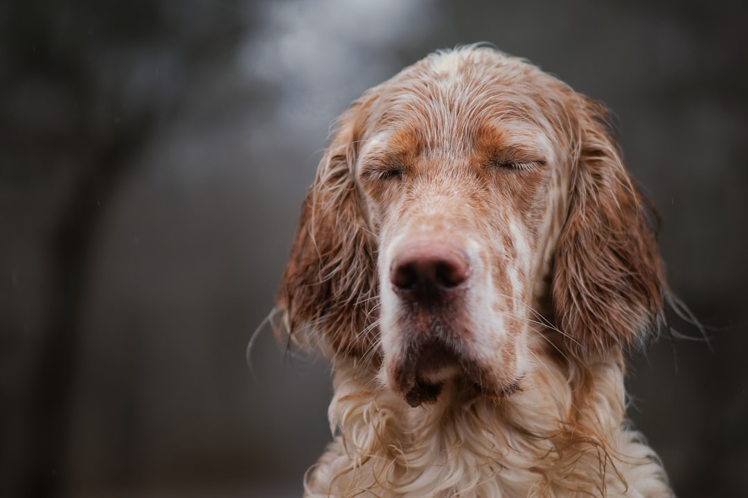 Vice-champion de France junior en concours de chiens d’arrêt en Dordogne