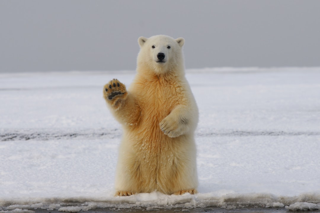 Interdiction des battues en zones d’ours selon l’ASPAS