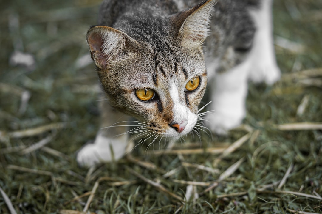 Chasse instinctive et significations des proies rapportées par les chats