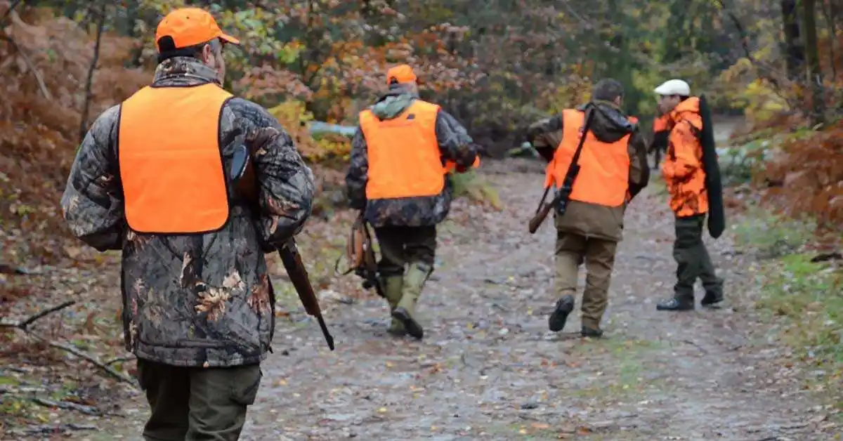 Prélèvements records de sangliers et déclin des chasseurs