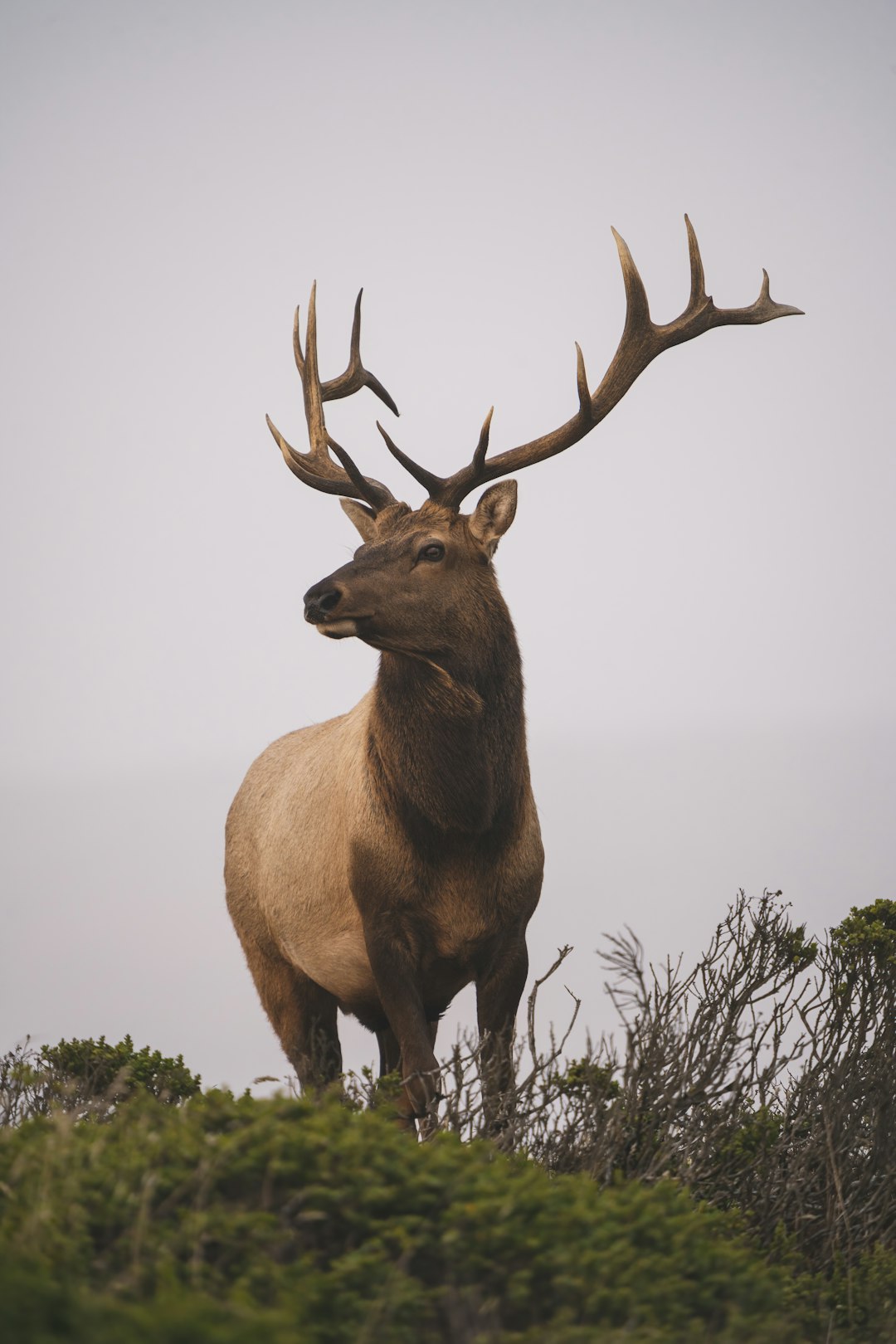 Reglementation de la chasse 2025-2026 en Ille-et-Vilaine