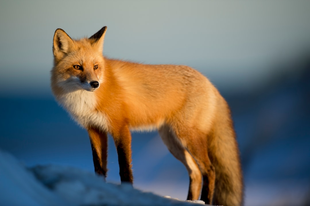 Renard curieux et mirador en pleine nature