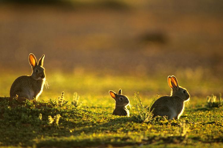 Catastrophe écologique du lapin en Australie